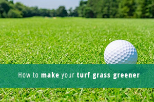 Read more about the article How to make your turf grass greener