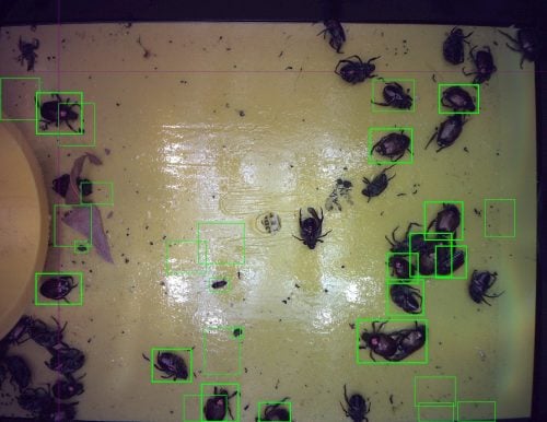 Popillia japonica Japoński chrząszcz monitoring iSCOUT owady w pułapce