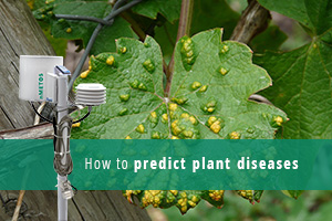 Növényi betegségek előrejelzése