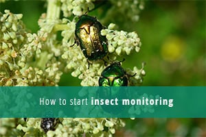 Avviare il monitoraggio degli insetti
