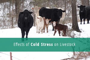 Leia mais sobre o artigo Effects of Cold Stress on Livestock