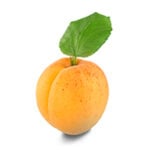 disease models - apricot