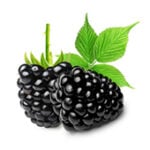 modely nemocí - blackberry