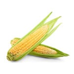 modely onemocnění - kukuřice