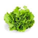 disease models - lettuce