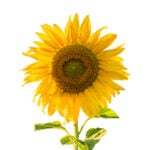 Krankheitsmodelle - Sonnenblume