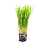 disease models - turf grass