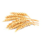 моделі хвороб - пшениця