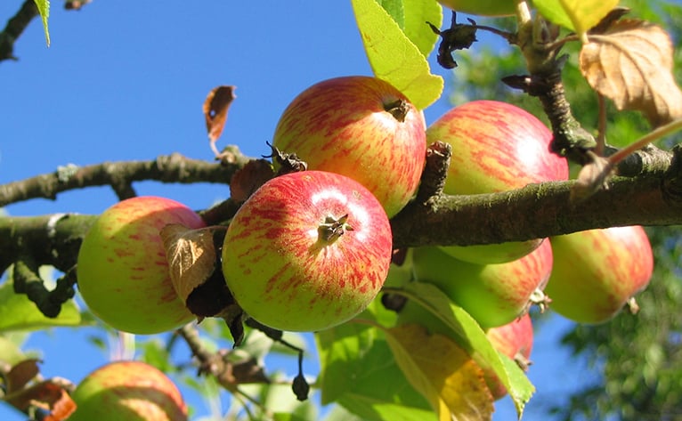 дистанционный мониторинг полей - яблоки