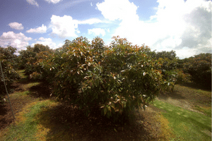 CropVIEW tirando uma fotografia dos abacates