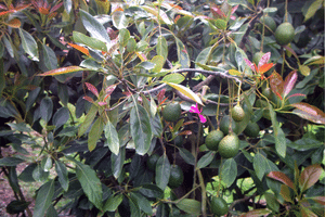 CropVIEW tirando uma fotografia dos abacates