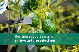 Producția de avocado