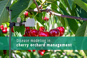 Soluções de gestão de pomares de cerejas