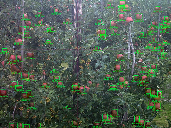 CropVIEW - monitorização remota da fruta
