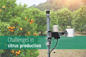 Výzvy v produkci citrusů