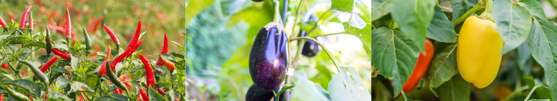 Disease Models - chilli, eggplant and paprika