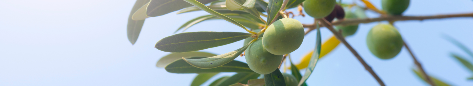Modèles de maladies - olives