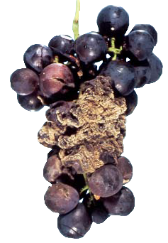 Сіра пліснява у винограді