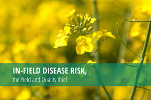 In-Field Disease Risk_featured