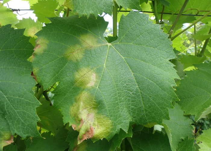 BLOG - Intelligente Lösungen für ein wirksames Krankheitsmanagement - Falscher Mehltau an der Weinrebe (Plasmopara viticola)