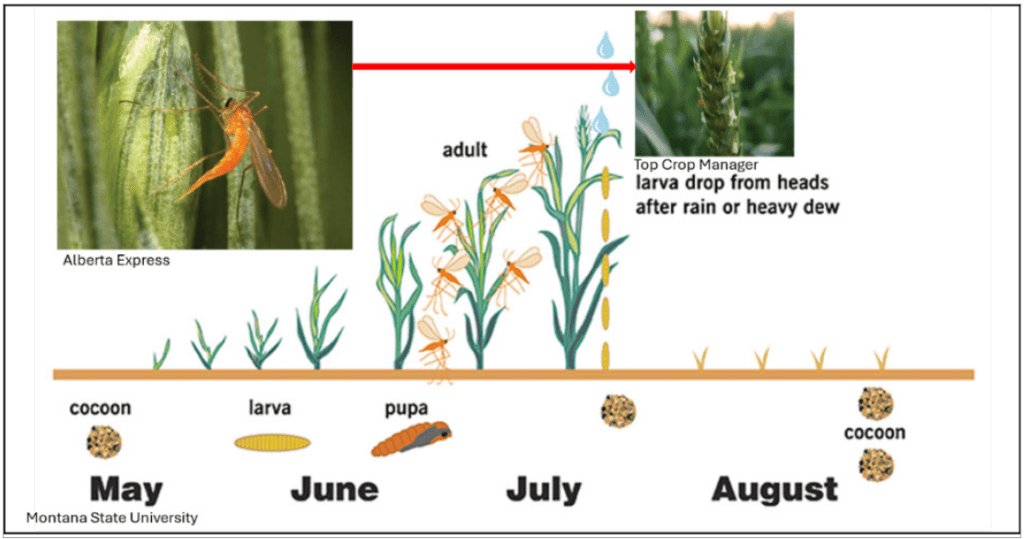 Abbildung 1: Erwachsene Weizenmücke und Lebenszyklus