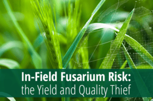 Подробнее о статье In-Field Fusarium Risk