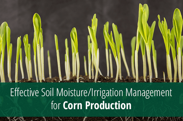 Lesen Sie mehr über den Artikel Effective Soil Moisture/Irrigation Management for Corn Production