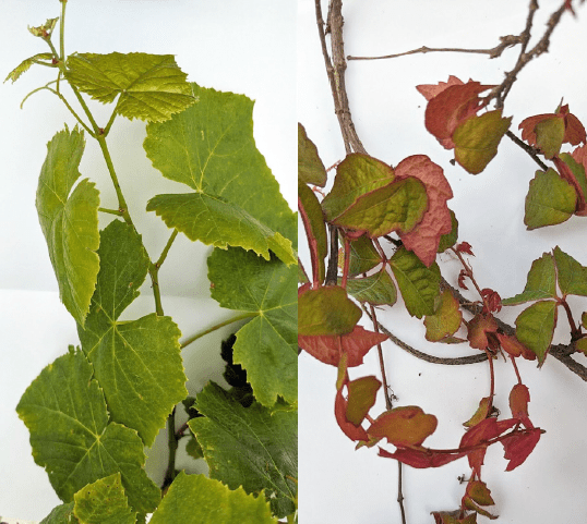 Photo 2 : A gauche : vigne ; à droite : vigne rurale. (Source : Pessl Instruments, 2024)