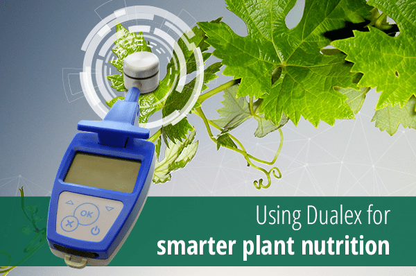 Przeczytaj więcej o artykule Using Dualex for smarter plant nutrition