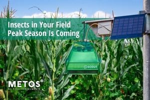 Citiți mai multe despre articol Protejat: Insect Monitoring – Peak Season